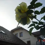 Vrdjan Церкница