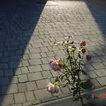 Vrdjan Церкница